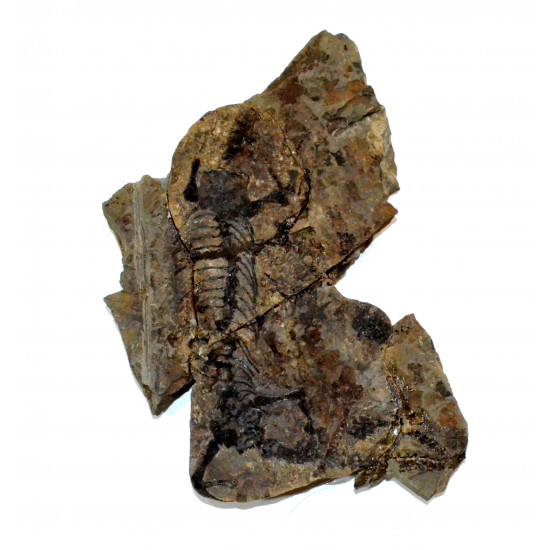 Barasaurus besairiei