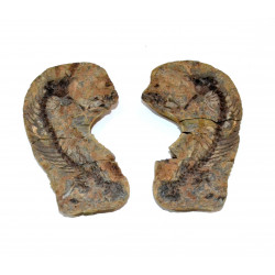 Barasaurus besairiei