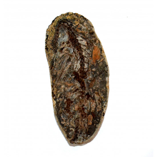 Barasaurus besairiei