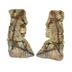 Barasaurus besairiei