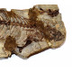 Barasaurus besairiei