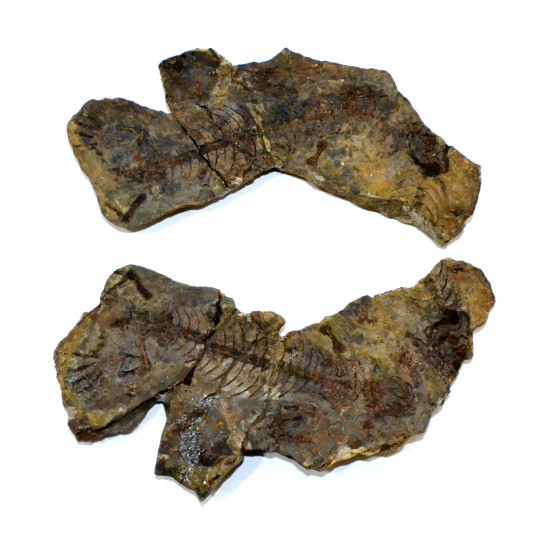 Barasaurus besairiei