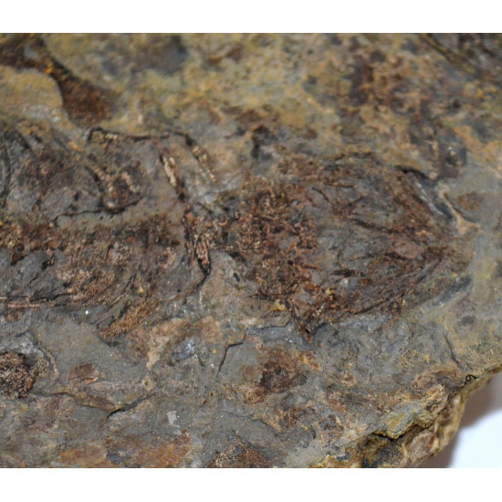 Barasaurus besairiei