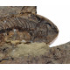 Barasaurus besairiei