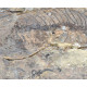 Barasaurus besairiei