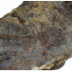 Barasaurus besairiei