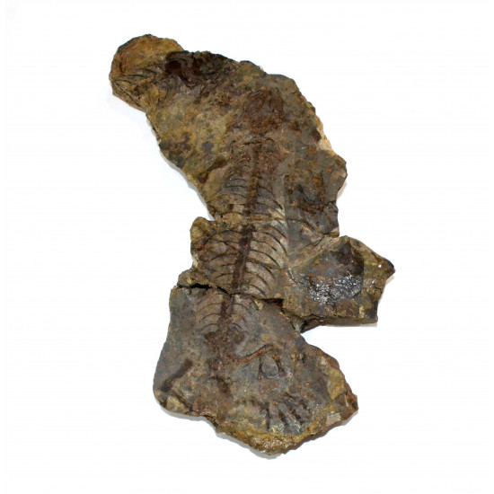 Barasaurus besairiei