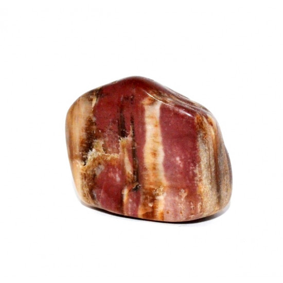 bois fossile