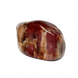 bois fossile