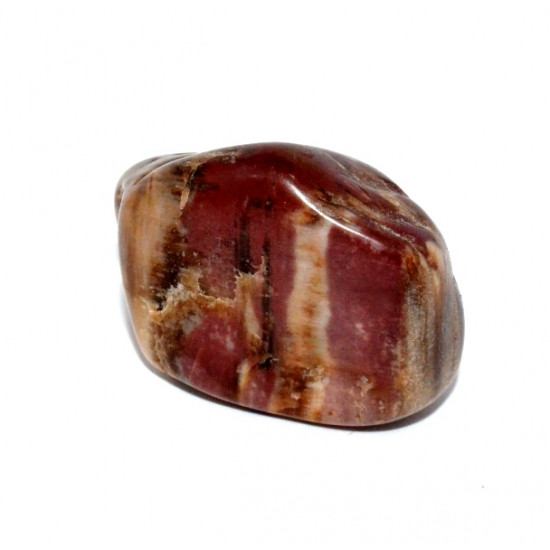 bois fossile
