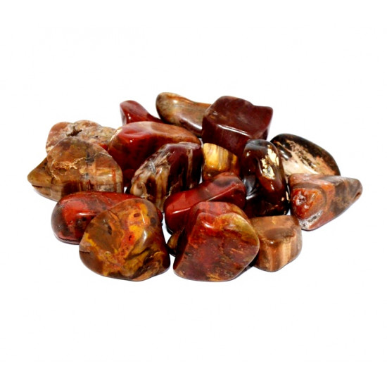 bois fossile