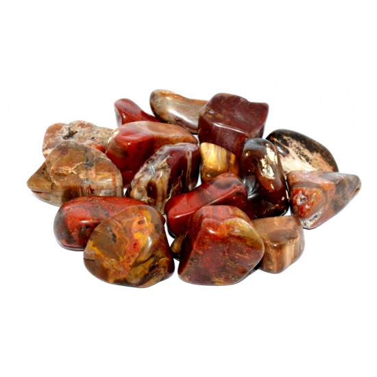 bois fossile