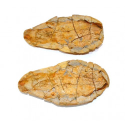 Piveteauia madagascariensis