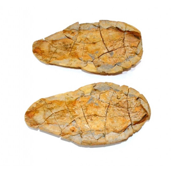 Piveteauia madagascariensis