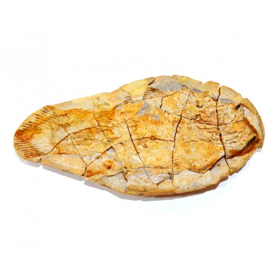 Piveteauia madagascariensis