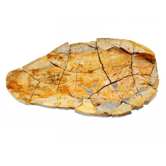Piveteauia madagascariensis