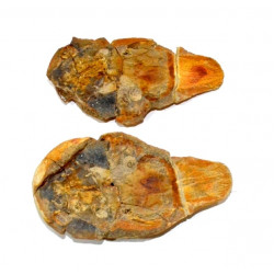 Coelacanthus madagascariensis