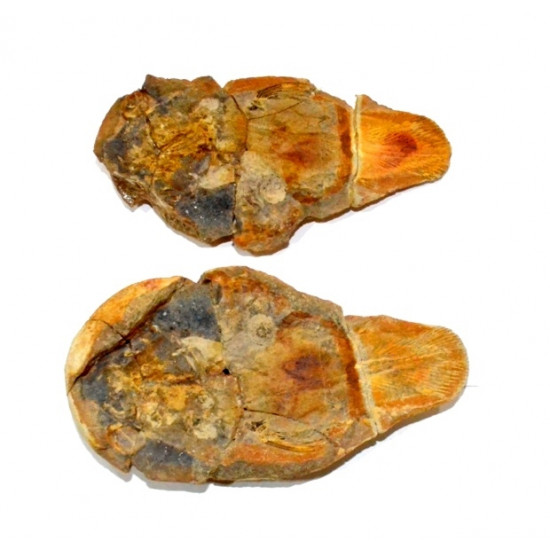 Coelacanthus madagascariensis
