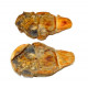 Coelacanthus madagascariensis