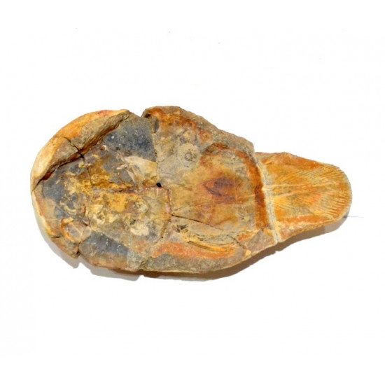 Coelacanthus madagascariensis