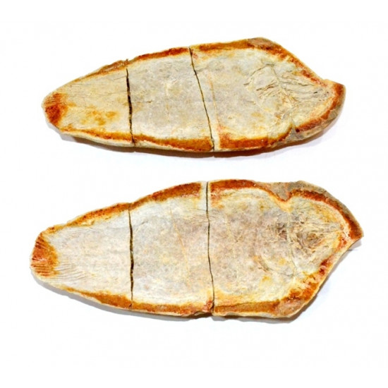 Whiteia tuberculata