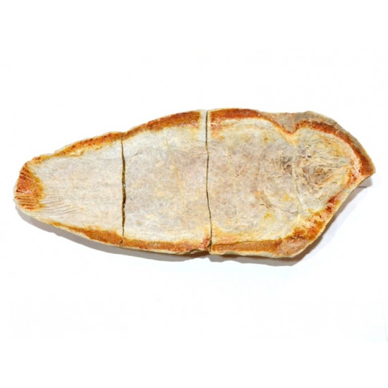 Whiteia tuberculata