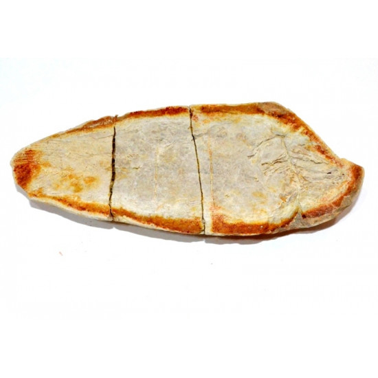 Whiteia tuberculata