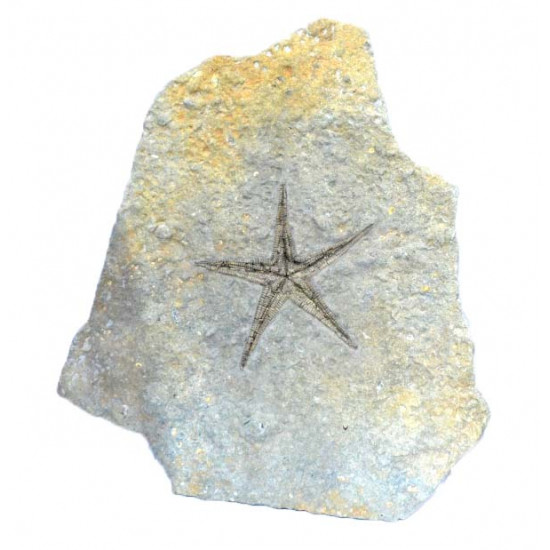 astropecten martis