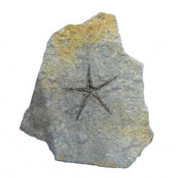 astropecten martis
