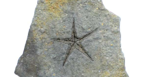 astropecten-nom-astropecten-martis-tages-tithonien-inf-rieur
