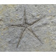 astropecten martis