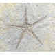 astropecten martis