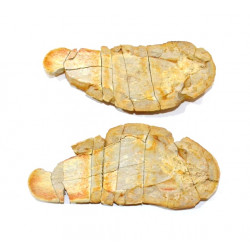 Whiteia tuberculata
