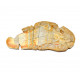 Whiteia tuberculata