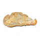 Whiteia tuberculata