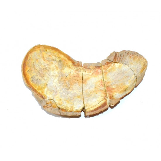 Whiteia woodwardi