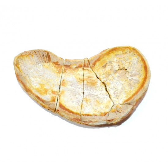 Whiteia woodwardi