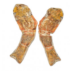 Pteronisculus cicatrosus