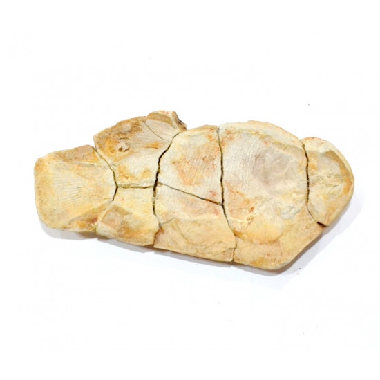 Icarealcyon malagasium