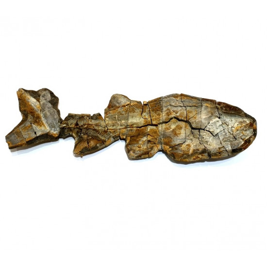 Elonichthys sp.