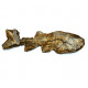Elonichthys sp.