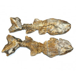 Elonichthys sp.