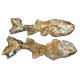 Elonichthys sp.