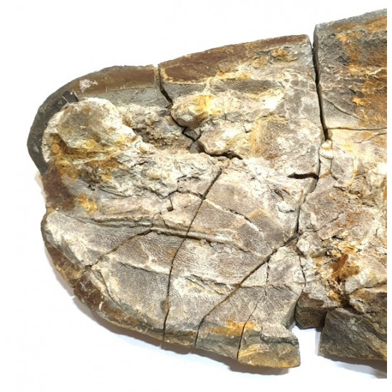 Elonichthys sp.