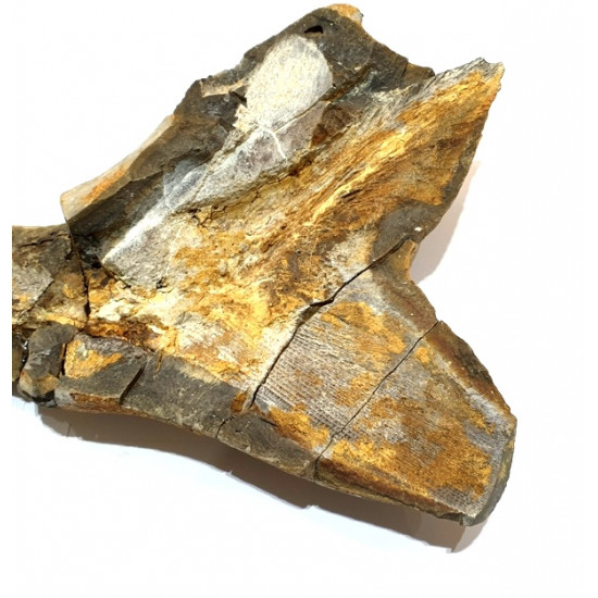 Elonichthys sp.
