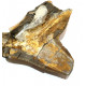 Elonichthys sp.