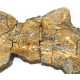 Elonichthys sp.