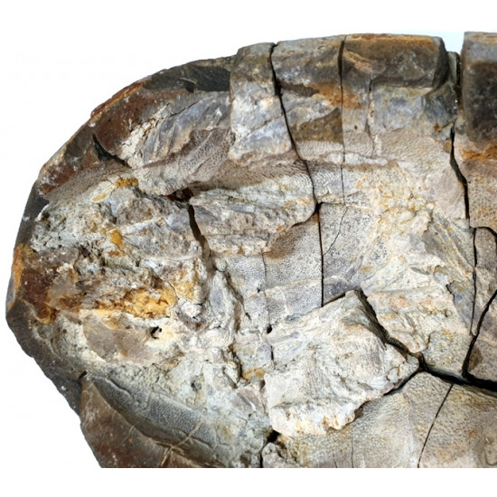 Elonichthys sp.