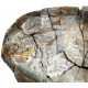 Elonichthys sp.