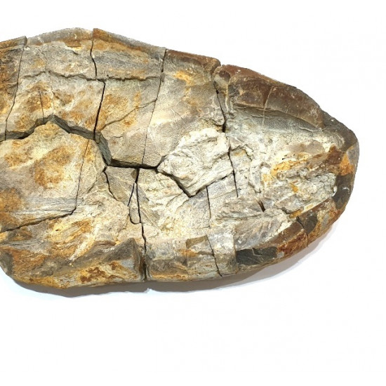 Elonichthys sp.